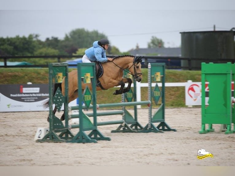 Connemara Castrone 4 Anni 146 cm Falbo in Mountrath