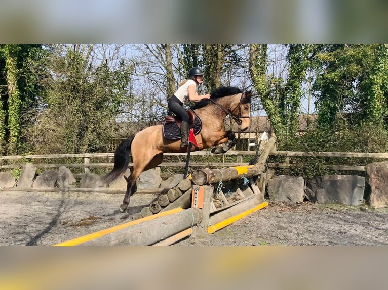 Connemara Castrone 4 Anni 146 cm Falbo in Mountrath