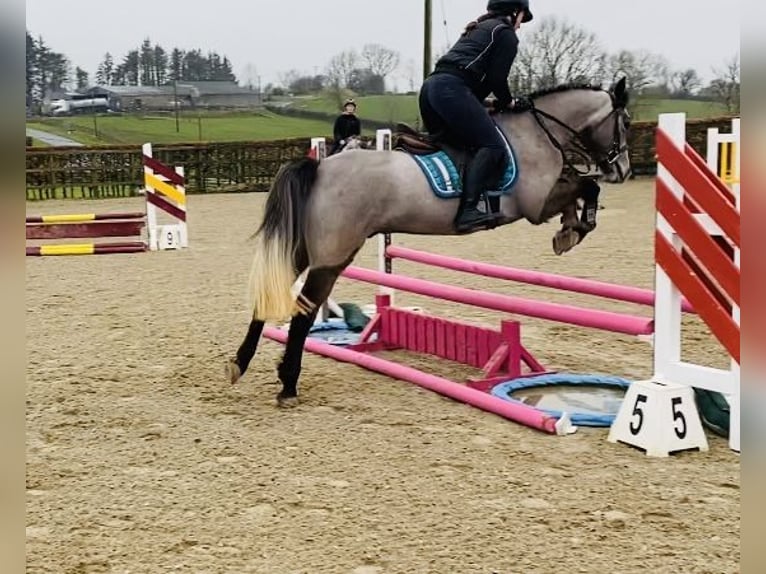 Connemara Castrone 4 Anni 146 cm Grigio in Sligo