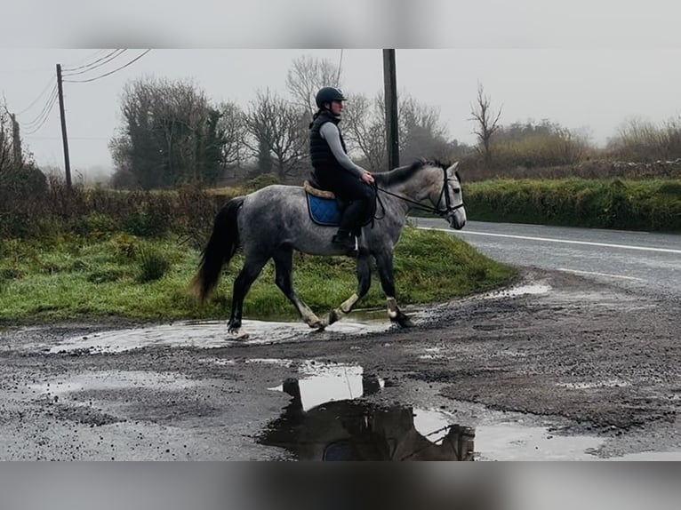 Connemara Castrone 4 Anni 146 cm Grigio in Sligo