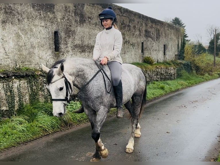Connemara Castrone 4 Anni 146 cm Grigio in Sligo