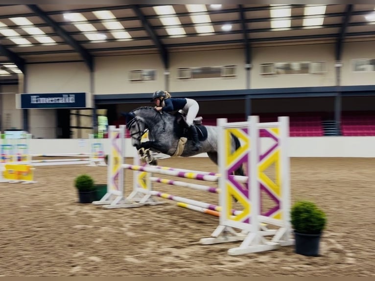 Connemara Castrone 4 Anni 146 cm Grigio pezzato in Mountrath, Co. Laois