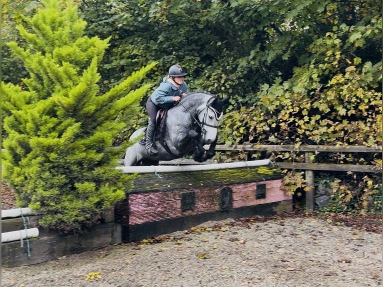 Connemara Castrone 4 Anni 146 cm Grigio pezzato in Mountrath, Co. Laois