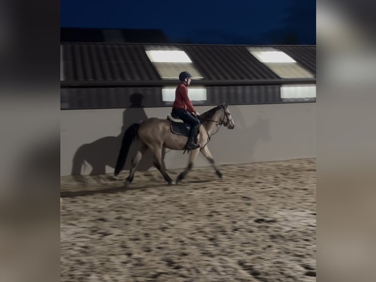 Connemara Castrone 4 Anni 147 cm Falbo in Laois