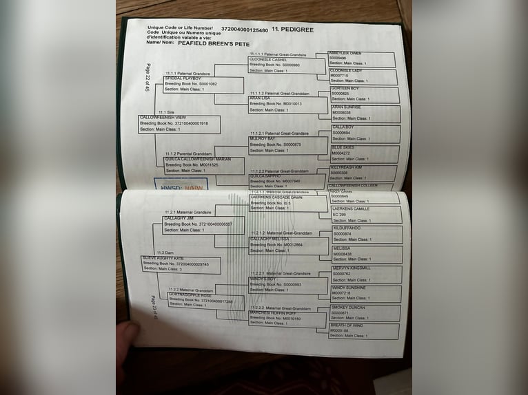 Connemara Castrone 4 Anni 147 cm Grigio in Sligo