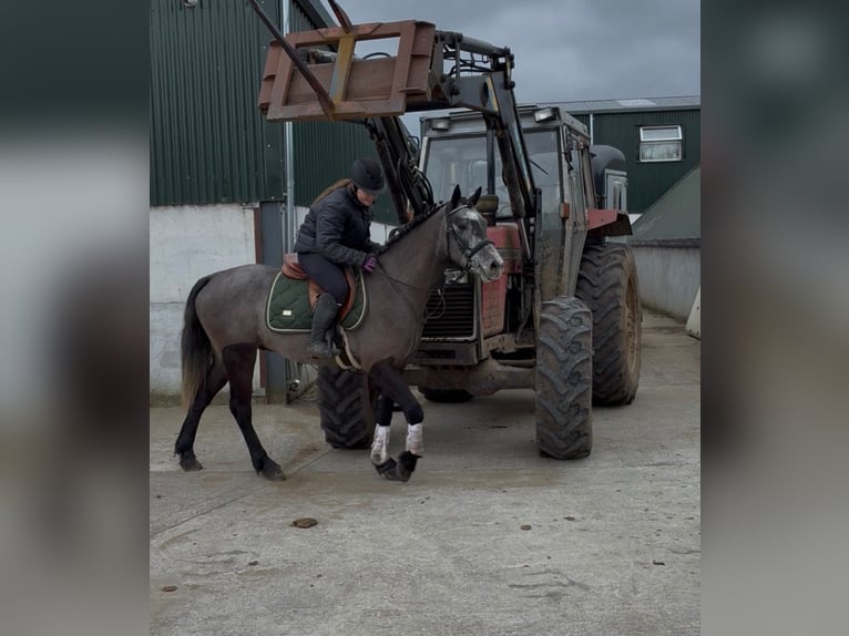 Connemara Castrone 4 Anni 147 cm Grigio in Sligo