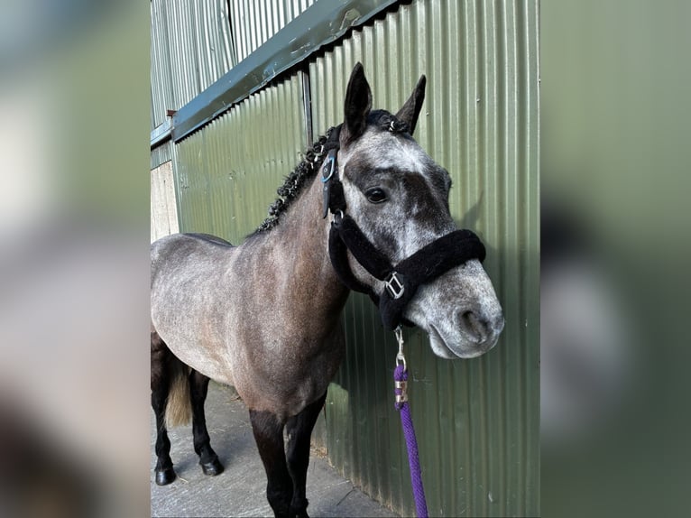 Connemara Castrone 4 Anni 147 cm Grigio in Sligo