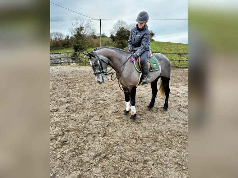 Connemara Castrone 4 Anni 147 cm Grigio in Sligo