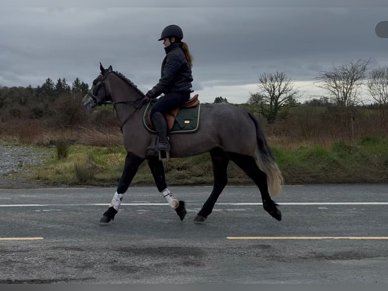 Connemara Castrone 4 Anni 147 cm Grigio in Sligo