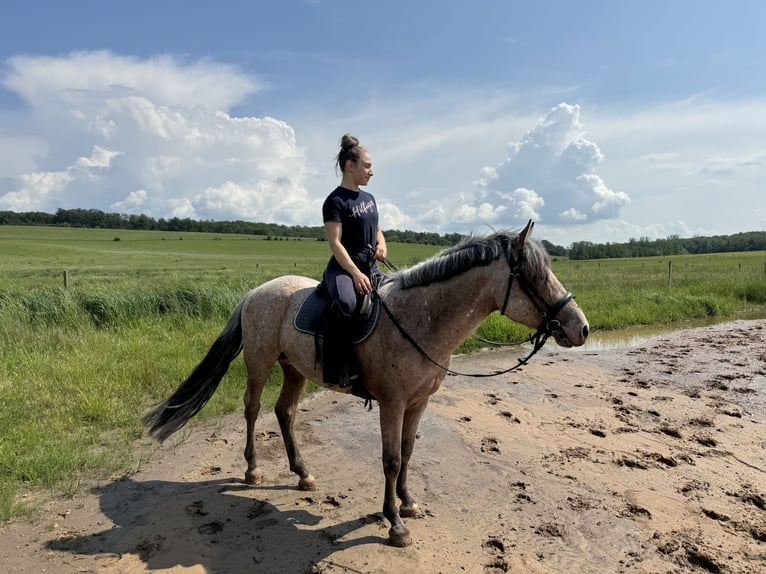 Connemara Mix Castrone 4 Anni 148 cm Baio roano in Saarbrücken