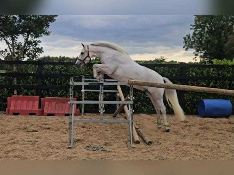 Connemara Castrone 4 Anni 148 cm Grigio in Dublin