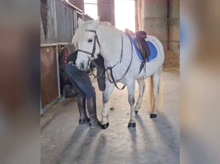Connemara Castrone 4 Anni 148 cm Grigio in Dublin