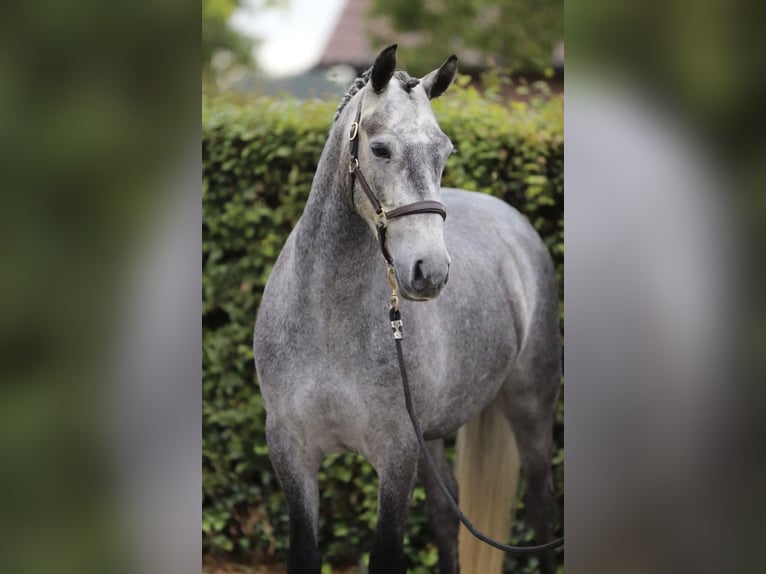 Connemara Castrone 4 Anni 148 cm Grigio in Zieuwent