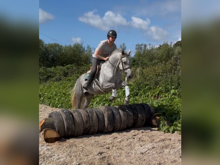 Connemara Castrone 4 Anni 148 cm Grigio in Sligo