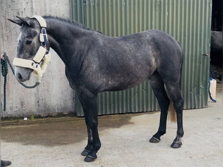 Connemara Castrone 4 Anni 148 cm Grigio in Sligo
