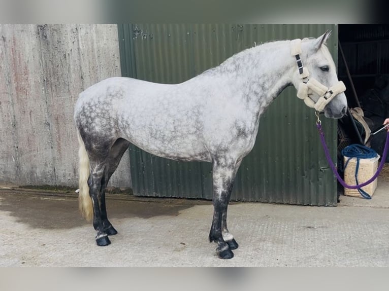 Connemara Castrone 4 Anni 148 cm Grigio in Sligo