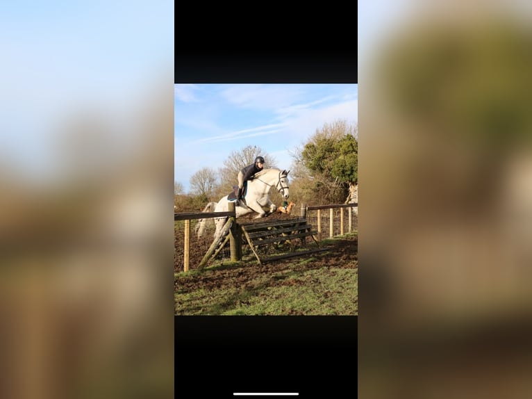 Connemara Castrone 4 Anni 148 cm Grigio in Sligo