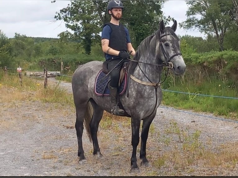 Connemara Castrone 4 Anni 148 cm Grigio ferro in Sligo