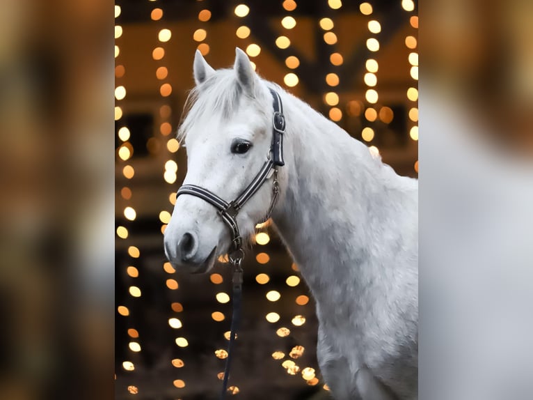 Connemara Castrone 4 Anni 148 cm Grigio pezzato in Münstermaifeld