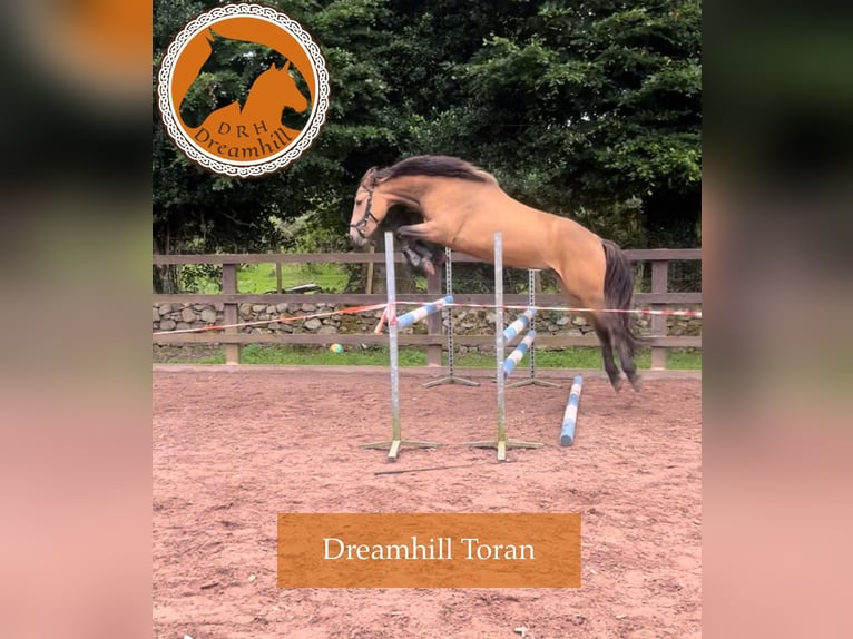 Connemara Castrone 4 Anni 148 cm Pelle di daino in Loughrea