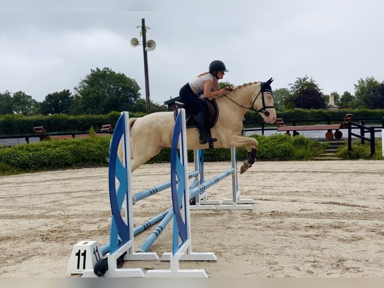 Connemara Castrone 4 Anni 152 cm Cremello in Mountrath, Co. Laois