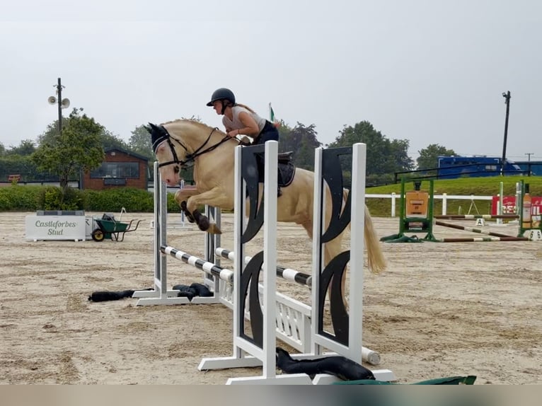 Connemara Castrone 4 Anni 152 cm Cremello in Mountrath, Co. Laois