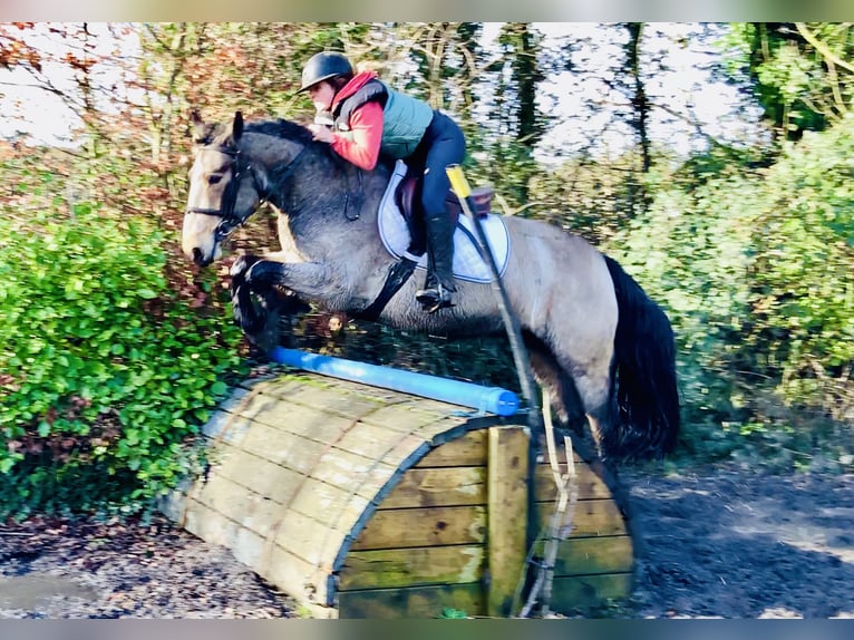 Connemara Castrone 4 Anni 152 cm Falbo in Mountrath