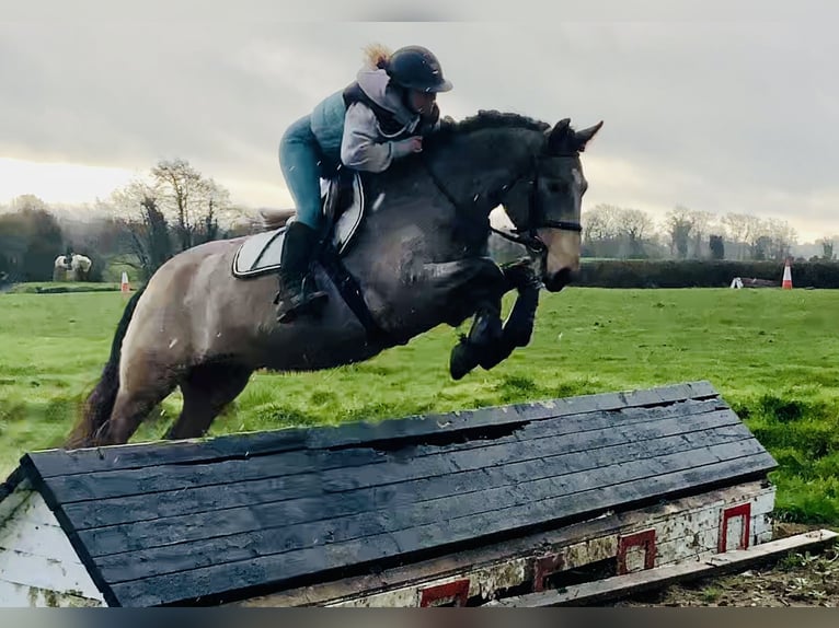 Connemara Castrone 4 Anni 152 cm Falbo in Mountrath