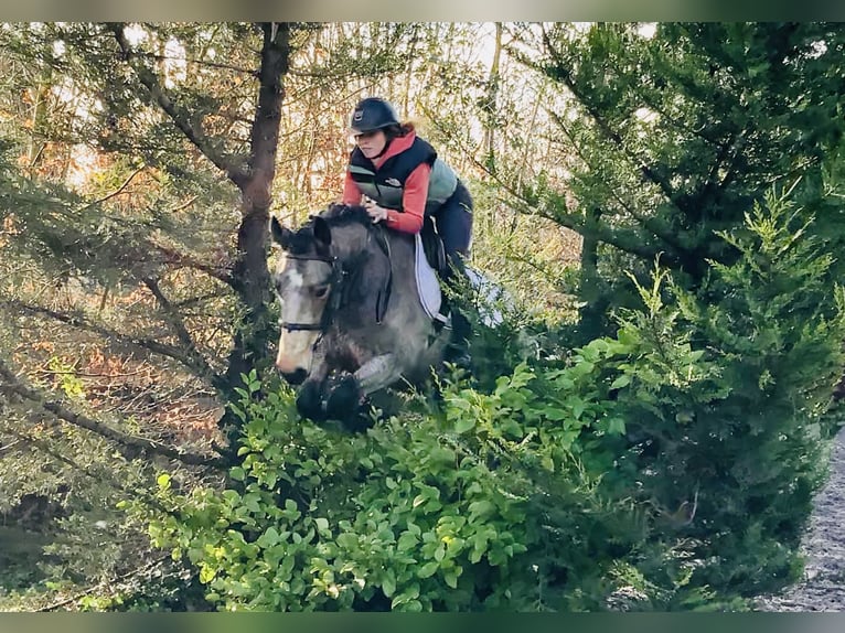 Connemara Castrone 4 Anni 152 cm Falbo in Mountrath
