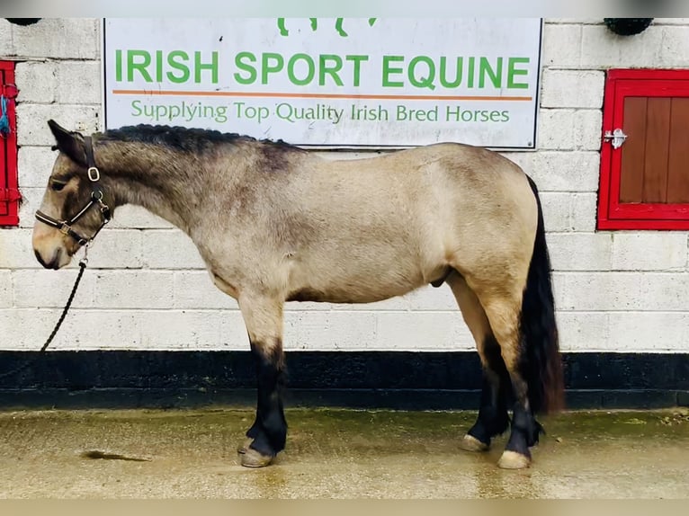 Connemara Castrone 4 Anni 152 cm Falbo in Mountrath