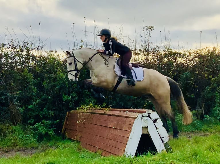 Connemara Castrone 4 Anni 152 cm Falbo in Mountrath