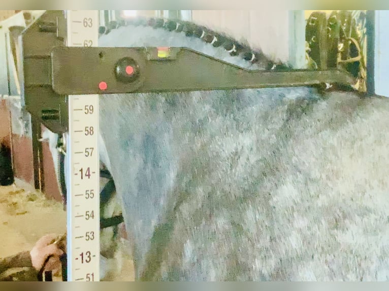 Connemara Castrone 4 Anni 152 cm Grigio in Mountrath