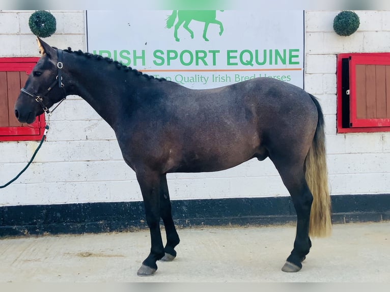 Connemara Castrone 4 Anni 152 cm Grigio in Mountrath