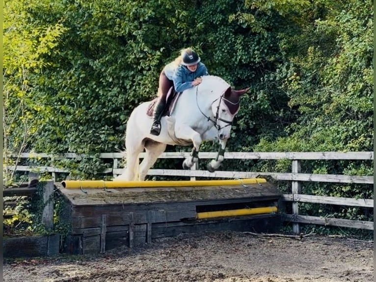 Connemara Castrone 4 Anni 152 cm Grigio in Mountrath, Co. Laois