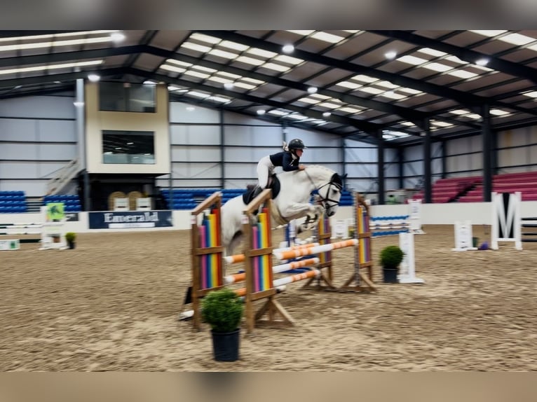 Connemara Castrone 4 Anni 152 cm Grigio in Mountrath, Co. Laois