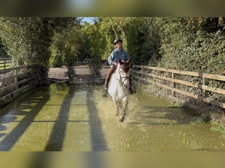 Connemara Castrone 4 Anni 152 cm Grigio in Mountrath, Co. Laois