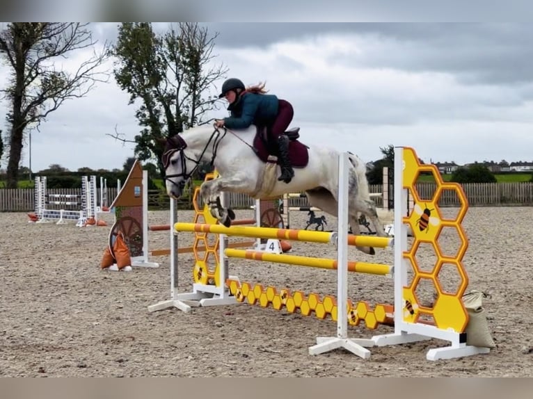 Connemara Castrone 4 Anni 152 cm Grigio in Mountrath, Co. Laois