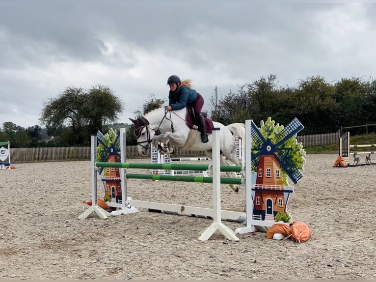 Connemara Castrone 4 Anni 152 cm Grigio in Mountrath, Co. Laois