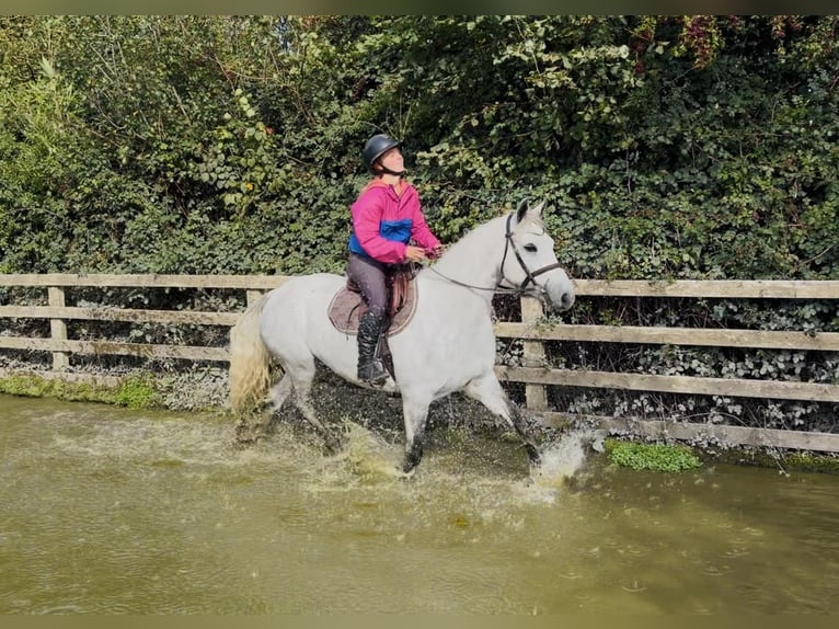 Connemara Castrone 4 Anni 152 cm Grigio pezzato in Mountrath, Co. Laois