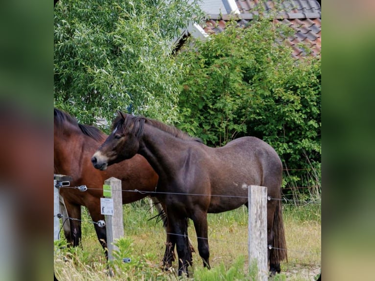 Connemara Castrone 4 Anni 152 cm Grigio pezzato in Burgdorf