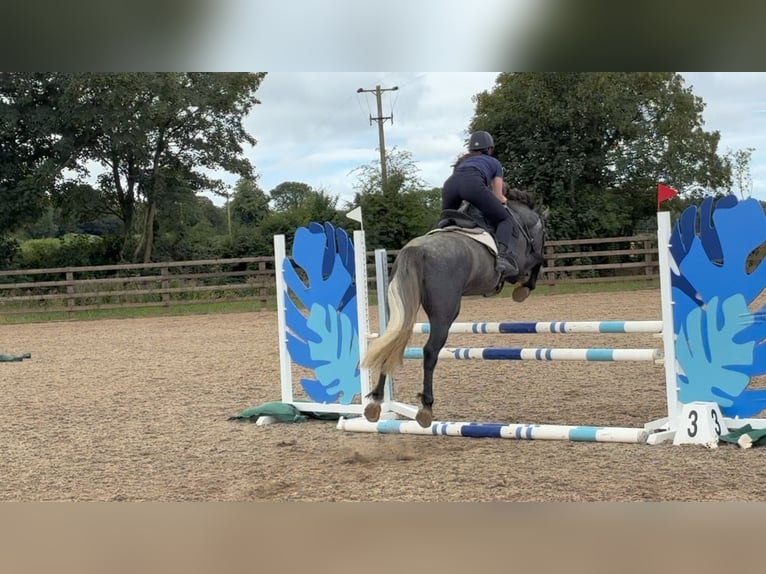 Connemara Castrone 4 Anni 152 cm Grigio in Ireland