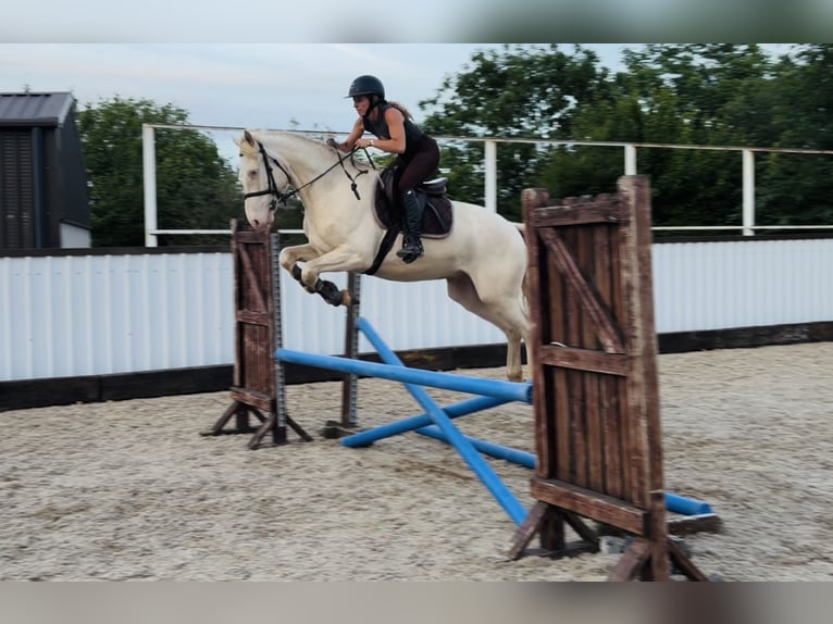 Connemara Castrone 4 Anni 153 cm  in Mountrath, Co. Laois