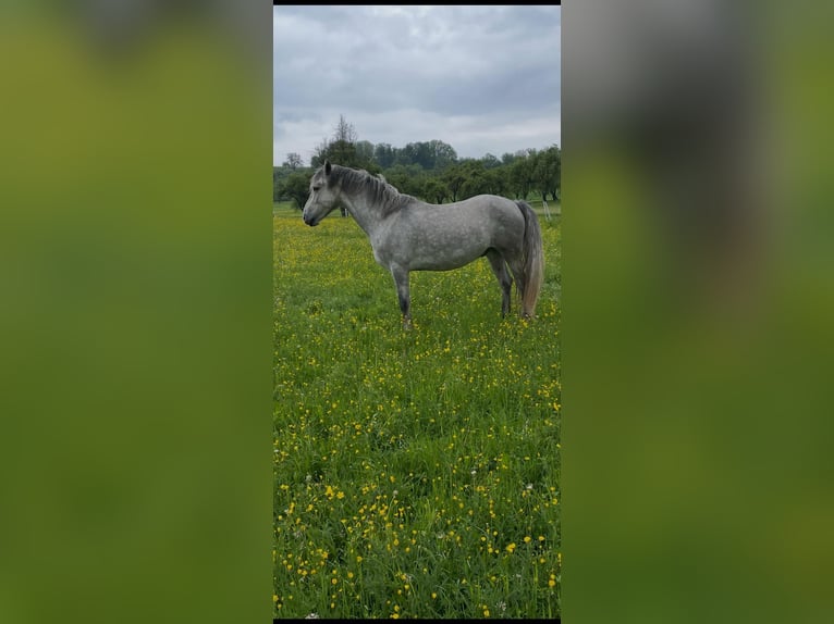 Connemara Castrone 4 Anni 153 cm Grigio in Vellberg