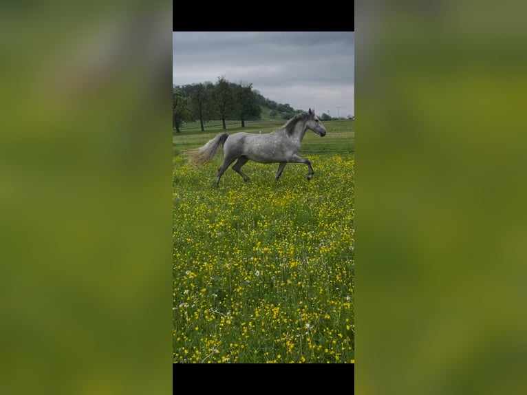 Connemara Castrone 4 Anni 153 cm Grigio in Vellberg