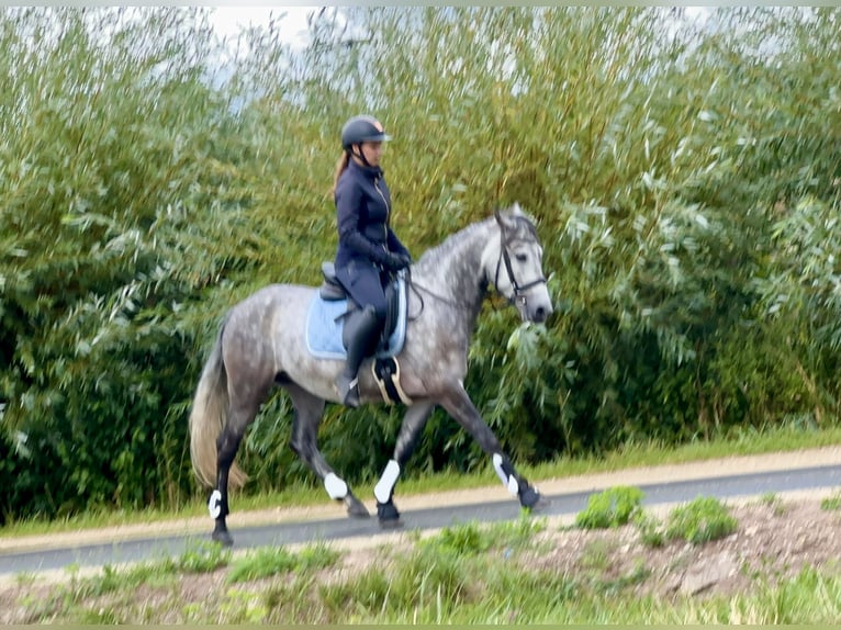 Connemara Castrone 4 Anni 154 cm Falbo baio in Lisberg