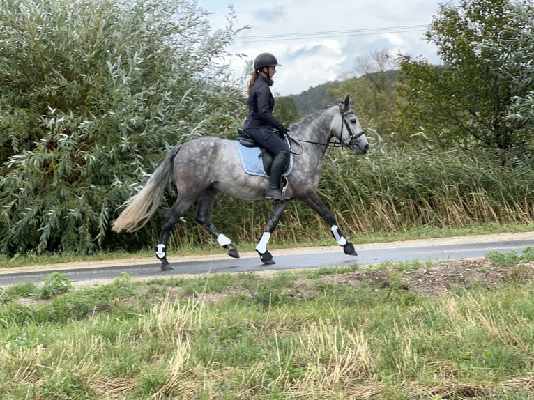 Connemara Castrone 4 Anni 154 cm Falbo baio in Lisberg