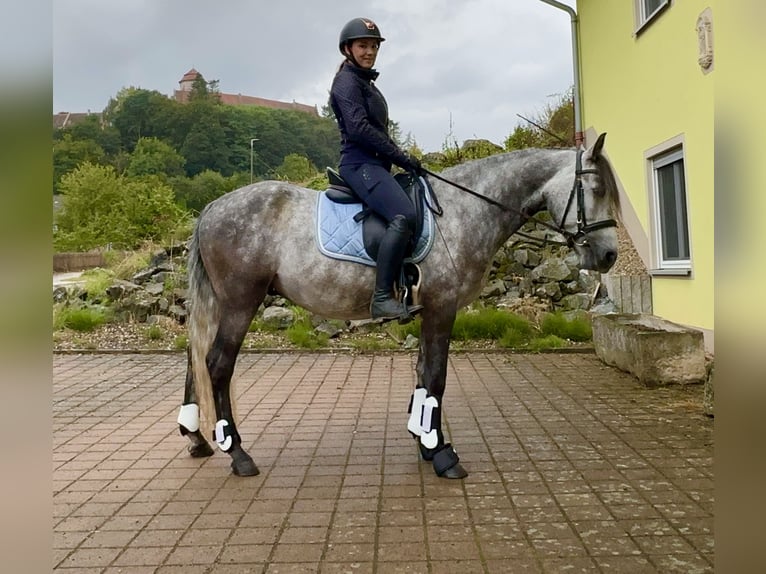 Connemara Castrone 4 Anni 154 cm Falbo baio in Lisberg