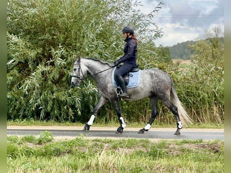 Connemara Castrone 4 Anni 154 cm Falbo baio in Lisberg