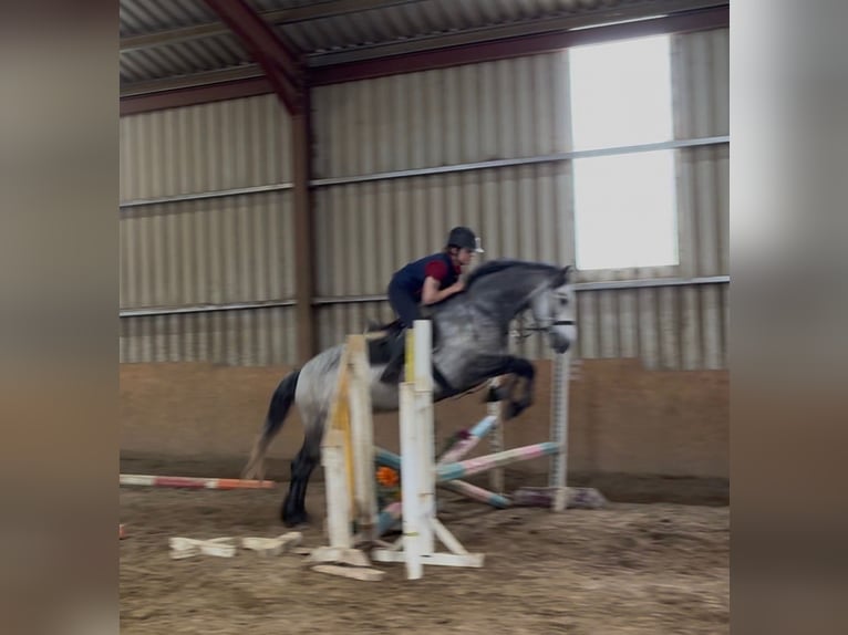 Connemara Castrone 4 Anni 154 cm Grigio in Sligo