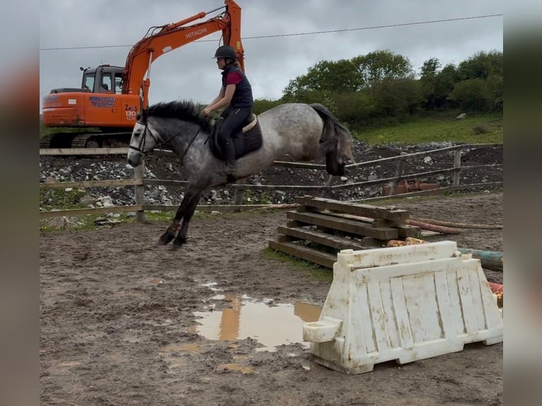 Connemara Castrone 4 Anni 154 cm Grigio in Sligo